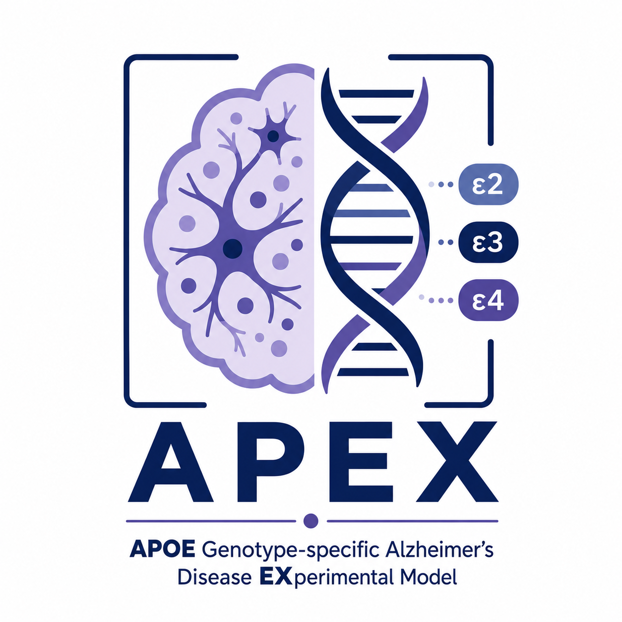 23: APOE Brain Organoids for AD