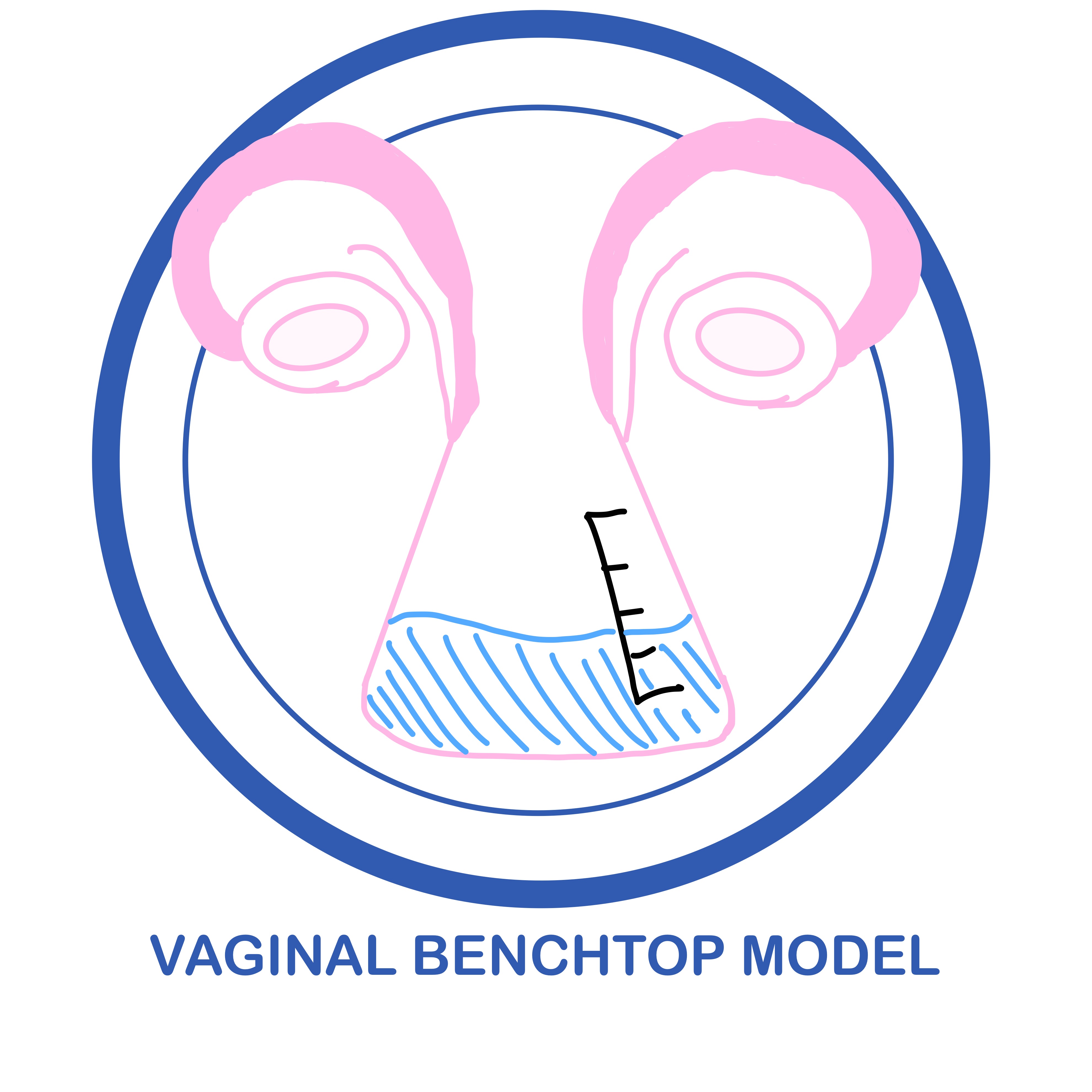 31: Vaginal Benchtop Model for Drug Delivery